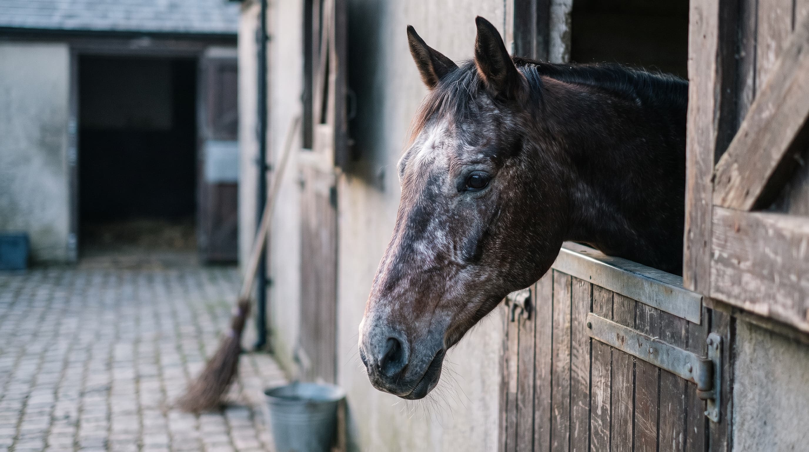 Un vecchio cavallo baio scuro con il muso ingrigito che guarda oltre una porta di scuderia consumata dal tempo verso un cortile acciottolato, con una scopa e un secchio contro il muro alle sue spalle.