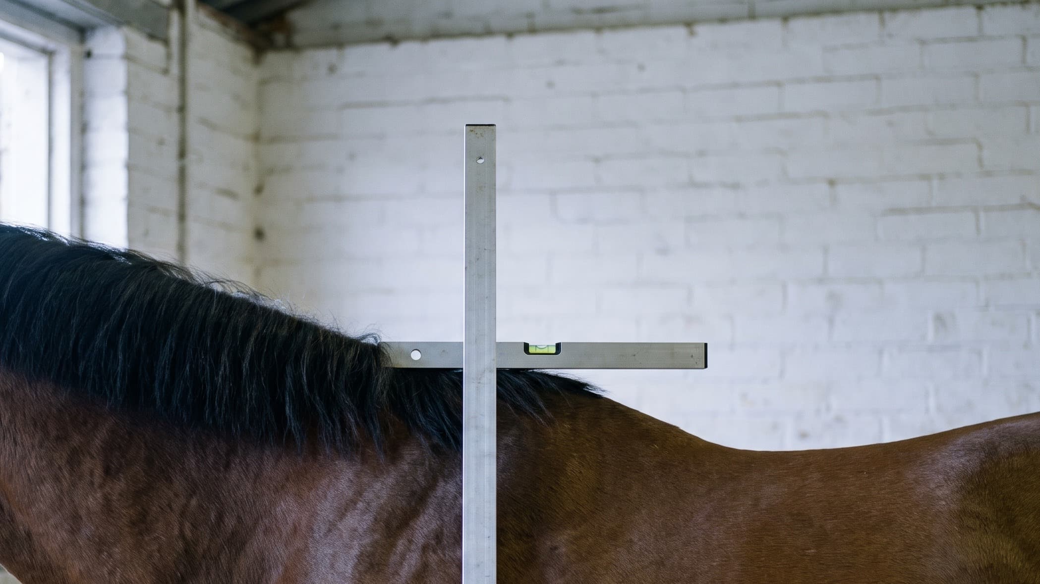 Un ippometro di alluminio dritto accanto a un cavallo baio in una scuderia imbiancata a calce, con il braccio in bolla appoggiato sul garrese dove finisce la criniera nera.